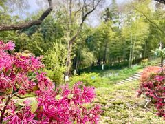 -南京古林公园