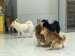 -柴源莊·柴小宠柴犬咖啡
