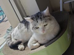 -青春加萌照相馆