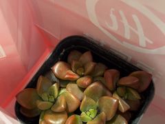 -海底捞火锅(高新万达店)