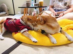 -逗柴咖啡屋·狗咖猫咖宠物桌游