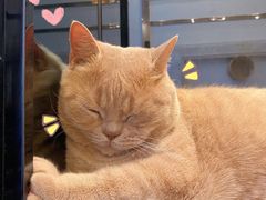 蛋黄-Catmate·猫肥家润(金润铂宫店)