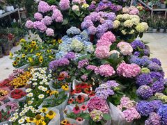 -双季花艺园艺市场(浦东店)