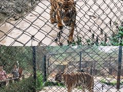 -海南热带野生动植物园