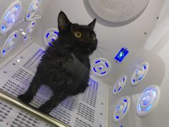 -爱洗澡的猫(望京店)