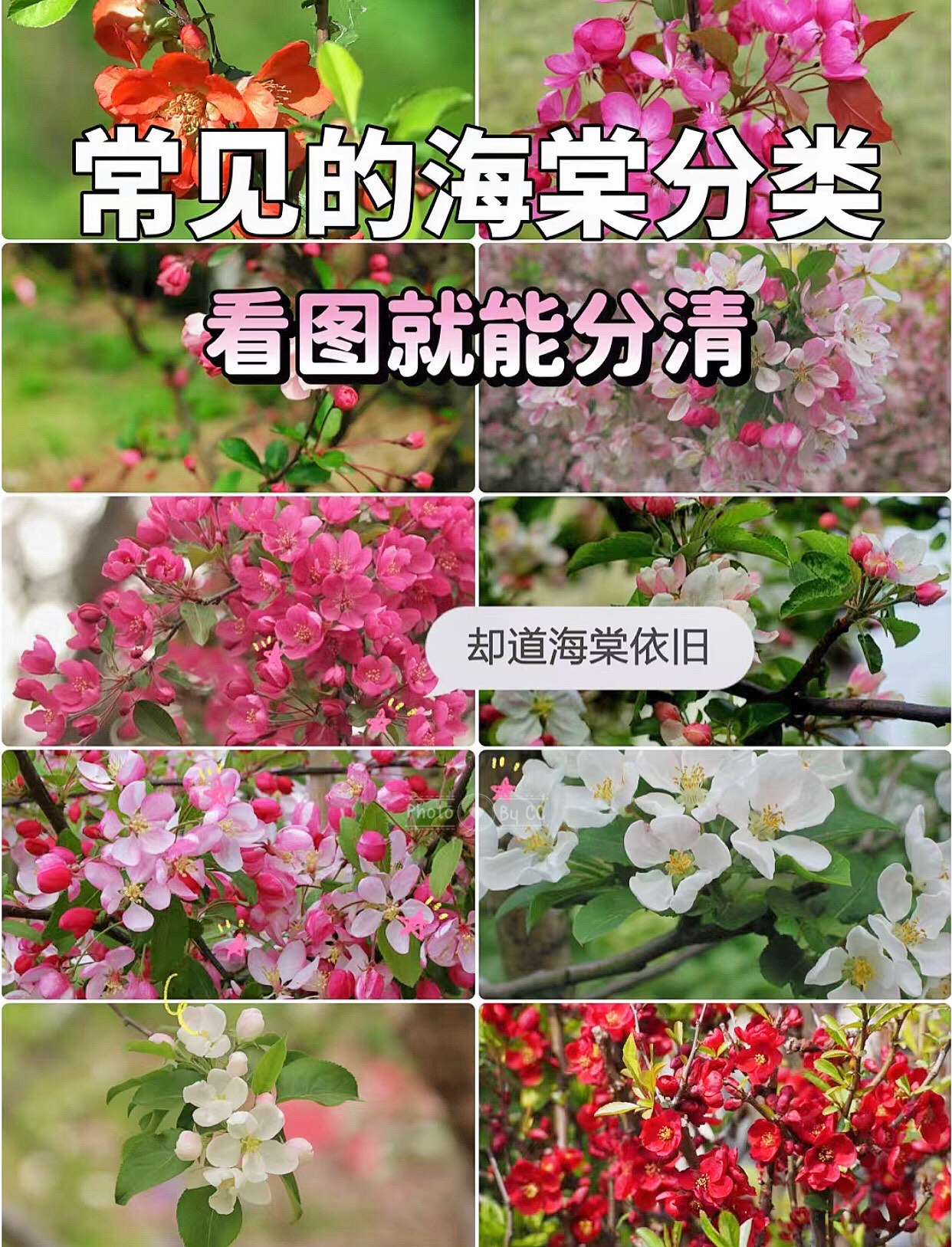 海棠花分类图片