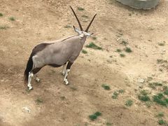 -西霞口神雕山野生动物世界