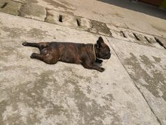 -铁山坪森林公园