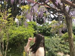 -嘉定紫藤园