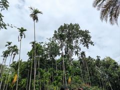 -中国科学院西双版纳热带植物园