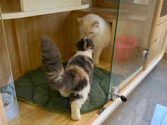 -山宅一喵德文卷毛猫舍