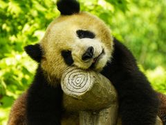 -都江堰中华大熊猫苑