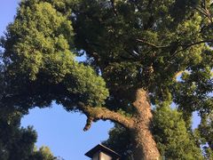 -水前寺成趣园
