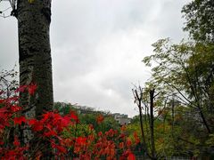 -莲湖公园