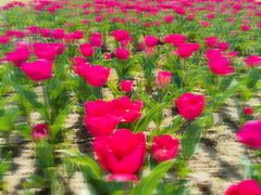 -径山花海