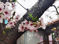 -高东镇樱花园