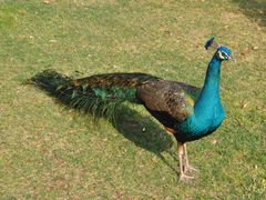 孔雀-西昌邛海宾馆