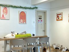 -有喵·猫咖·狗咖·30几只猫10只小狗(岗厦店)