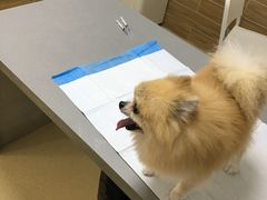 -爱侣宠医·鹦鹉专科·小型哺乳类·异宠专科(灵石路店)