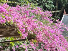 -野象谷景区