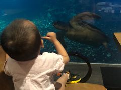 -海棠湾洲际-涛·海底餐厅·美人鱼·自助餐·海底隧道