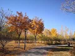 -永定河休闲森林公园