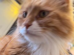 -平行世界·猫咖(首经贸店)