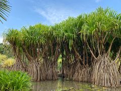 -中国科学院西双版纳热带植物园
