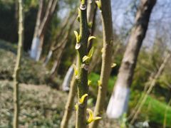 -桤木河湿地公园