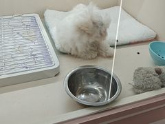 -翊宠yipet猫狗购宠庄园犬舍•猫舍