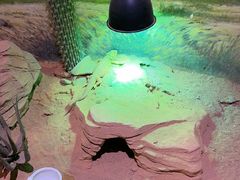 -正佳雨林生态植物园
