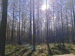 -塞罕坝国家级自然保护区