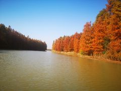 -上海海湾国家森林公园