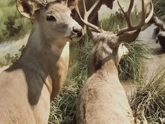 -陕西自然博物馆