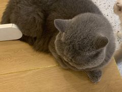 -猫域·湾主题猫咖·宠物吧(南坪城市广场店)