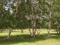 -塞罕坝国家级自然保护区