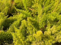 -东莞植物园