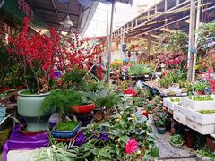 -曲阳花鸟市场(曲阳路店)