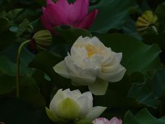 -黄兴公园