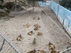 -西霞口神雕山野生动物世界