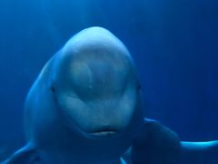 -多彩贵州城极地海洋世界