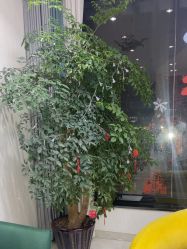 -苗医生草本科技祛痘