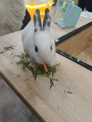 -神奇动物撸宠馆·羊驼·小浣熊·异宠(豫园店)