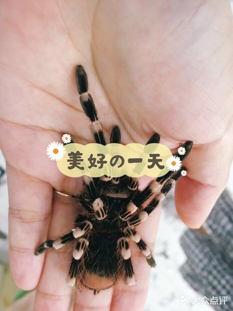 羊驼🦙宝宝也太萌啦