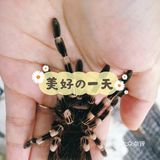 羊驼🦙宝宝也太萌啦