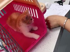 -纳吉亚猫专科动物诊疗中心(蒋宅口分院)