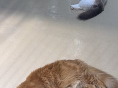 -藏猫猫咖啡主题馆(中央大道店)