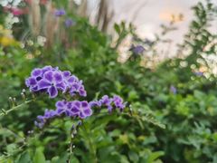 -莲花山公园