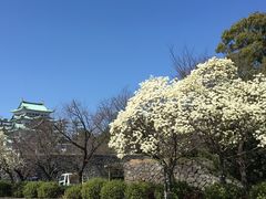-名古屋城