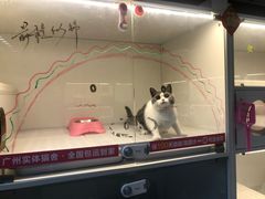 -lincat·猫舍(广州店)